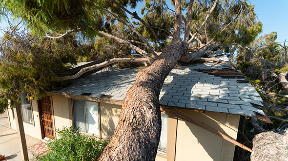 Roofing problems can include fallen trees