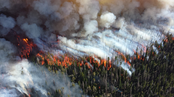 Uncontrolled wildfire burning through forest